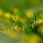 Wiesenblumen