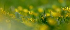 Wiesenblumen