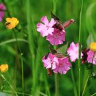 Wiesenblumen