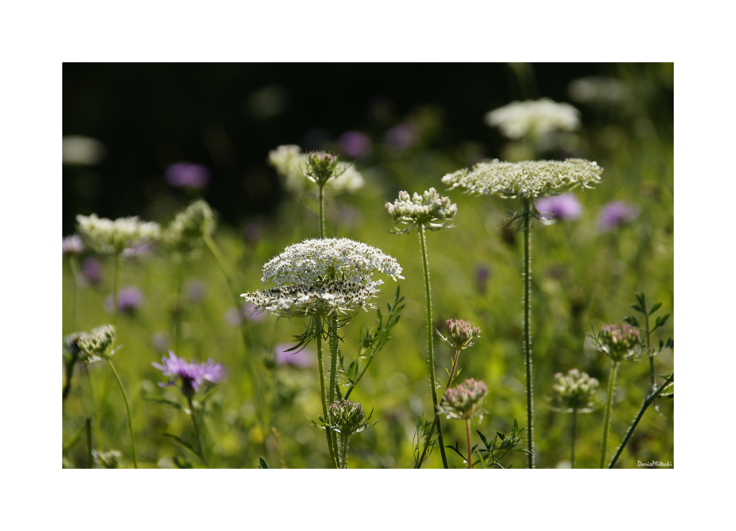 Wiesenblumen