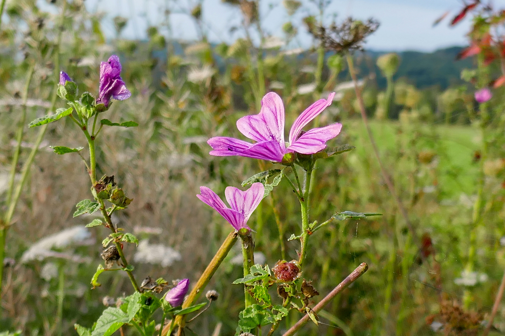 Wiesenblumen