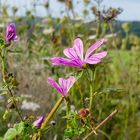 Wiesenblumen