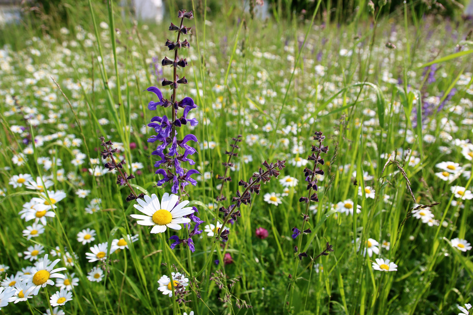 Wiesenblumen Blumenwiesen Foto & Bild pflanzen, pilze & flechten