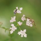 Wiesenblumen