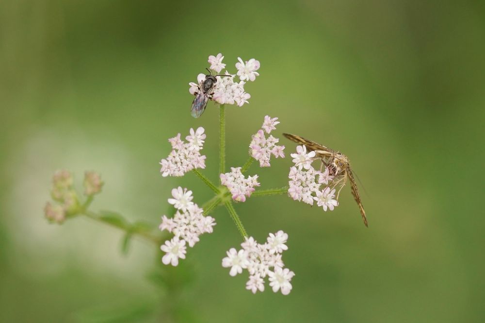 Wiesenblumen