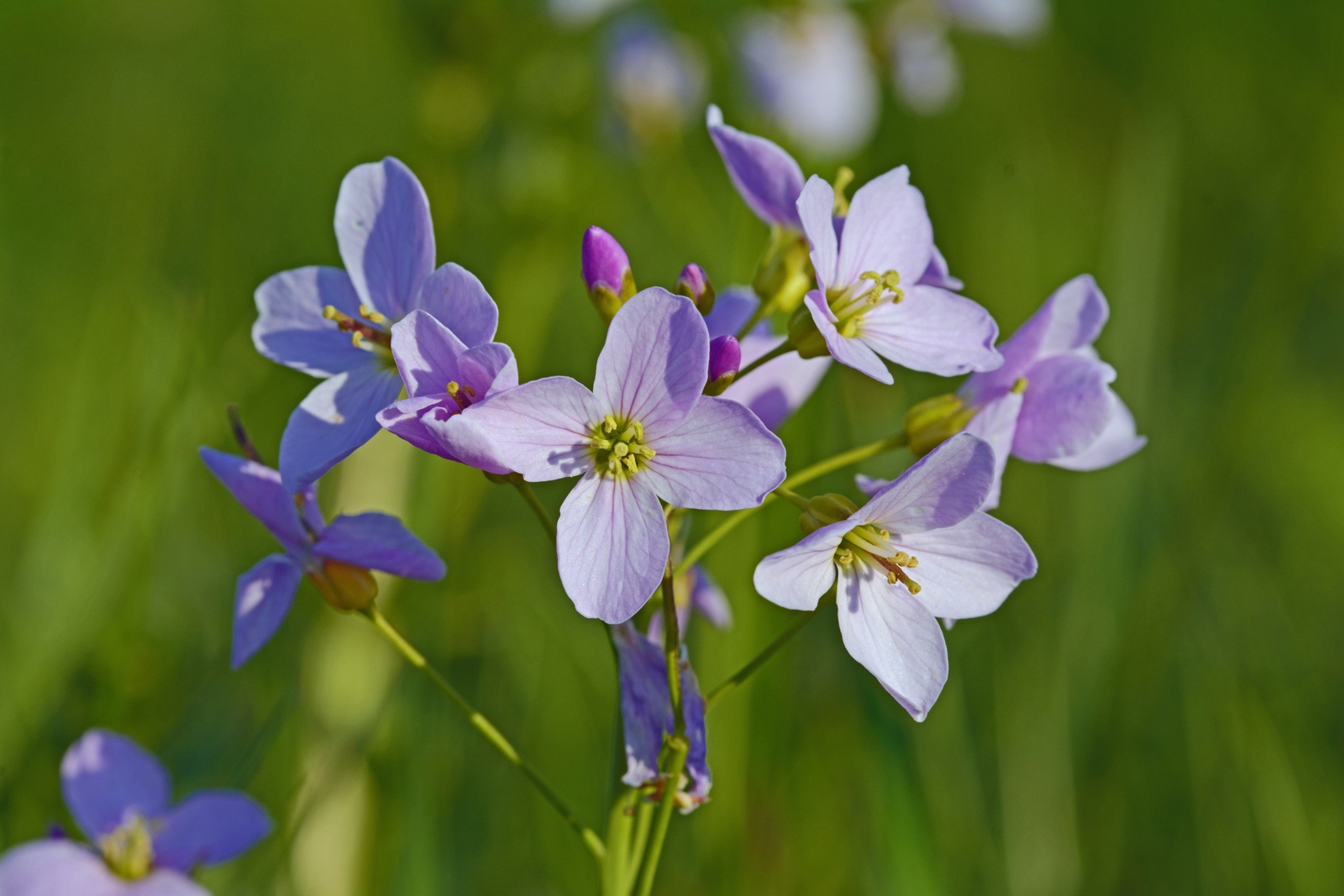 Wiesenblumen. Foto & Bild pflanzen, pilze & flechten, blüten