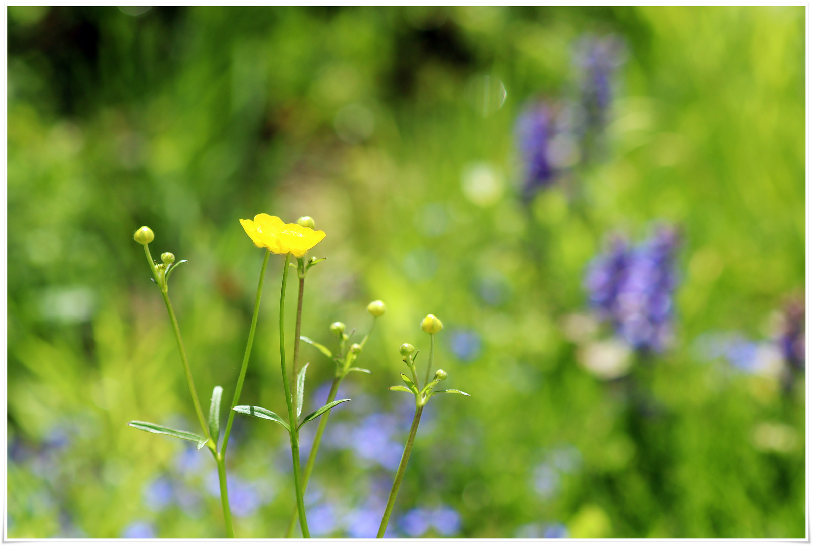 Wiesenblumen