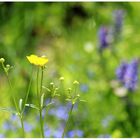 Wiesenblumen