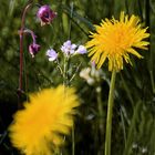 Wiesenblumen