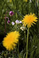 Wiesenblumen