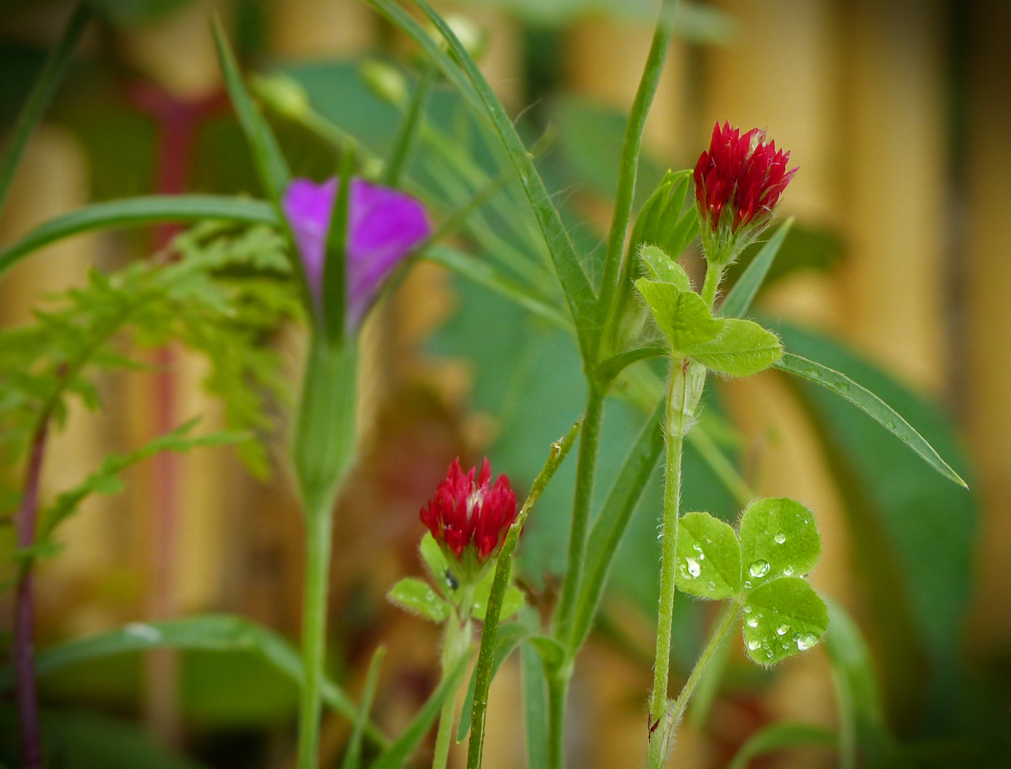 Wiesenblumen