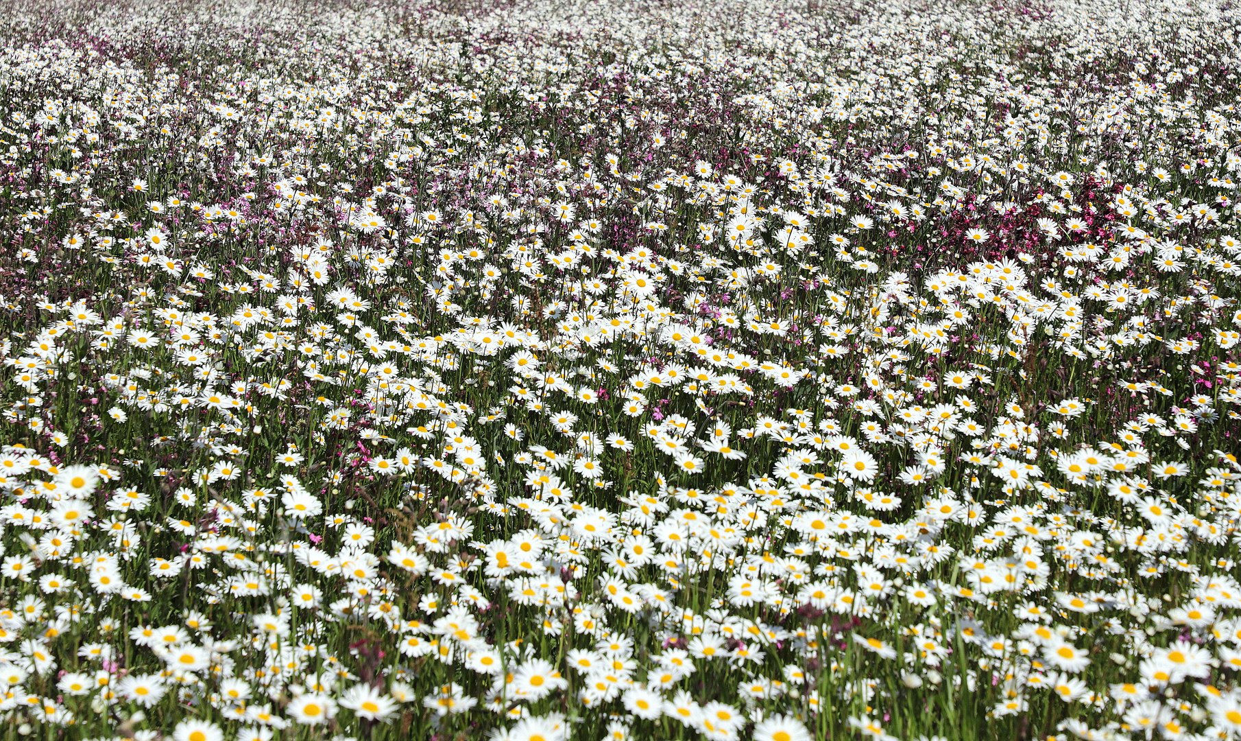 wiesenblumen