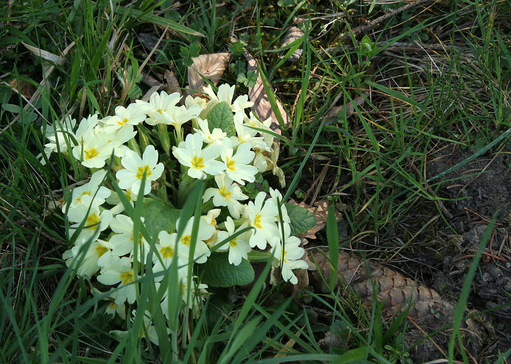 Wiesenblumen