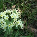 Wiesenblumen