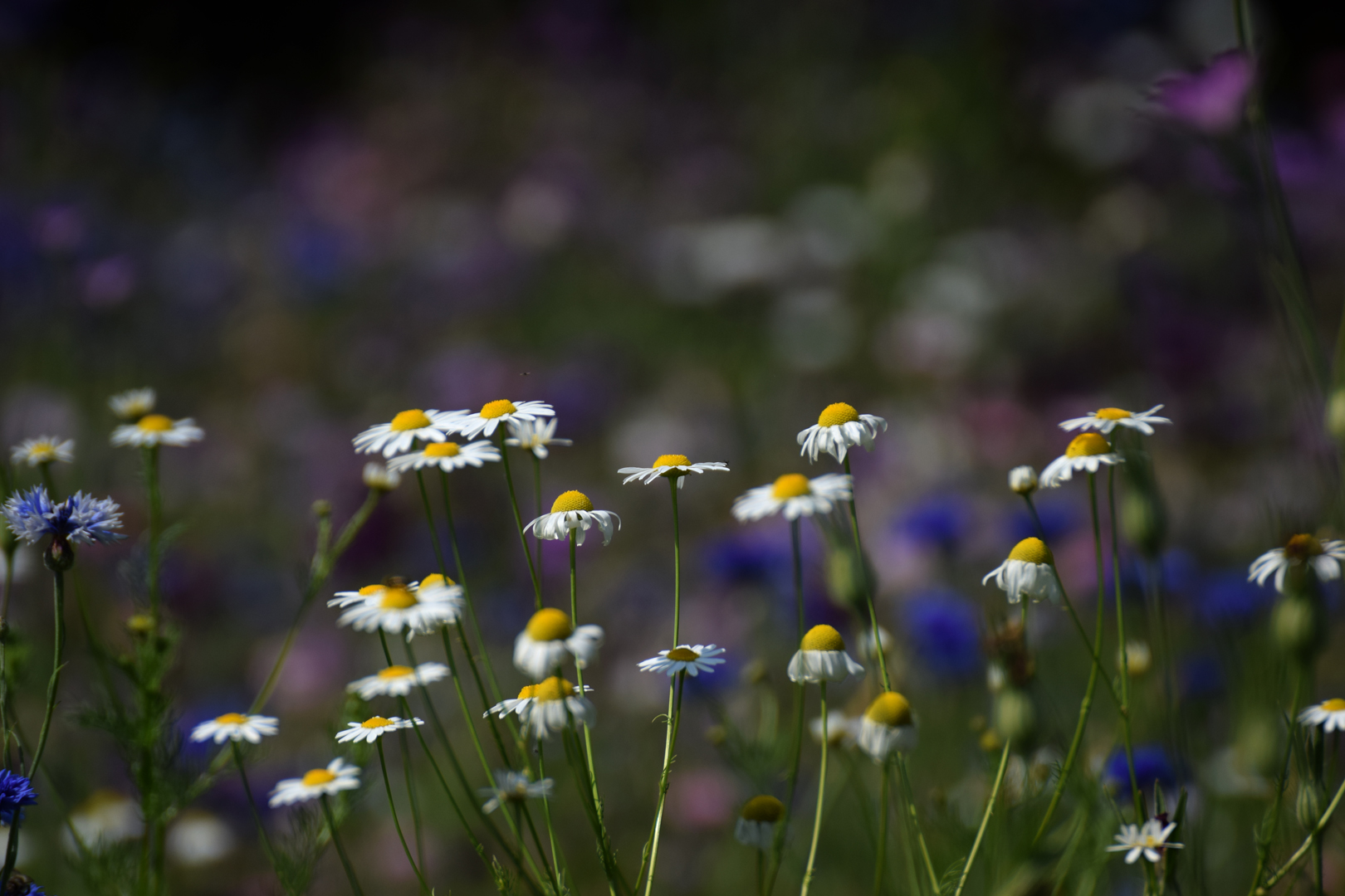 Wiesenblumen