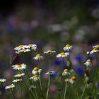 Wiesenblumen