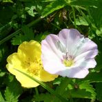 Wiesenblumen