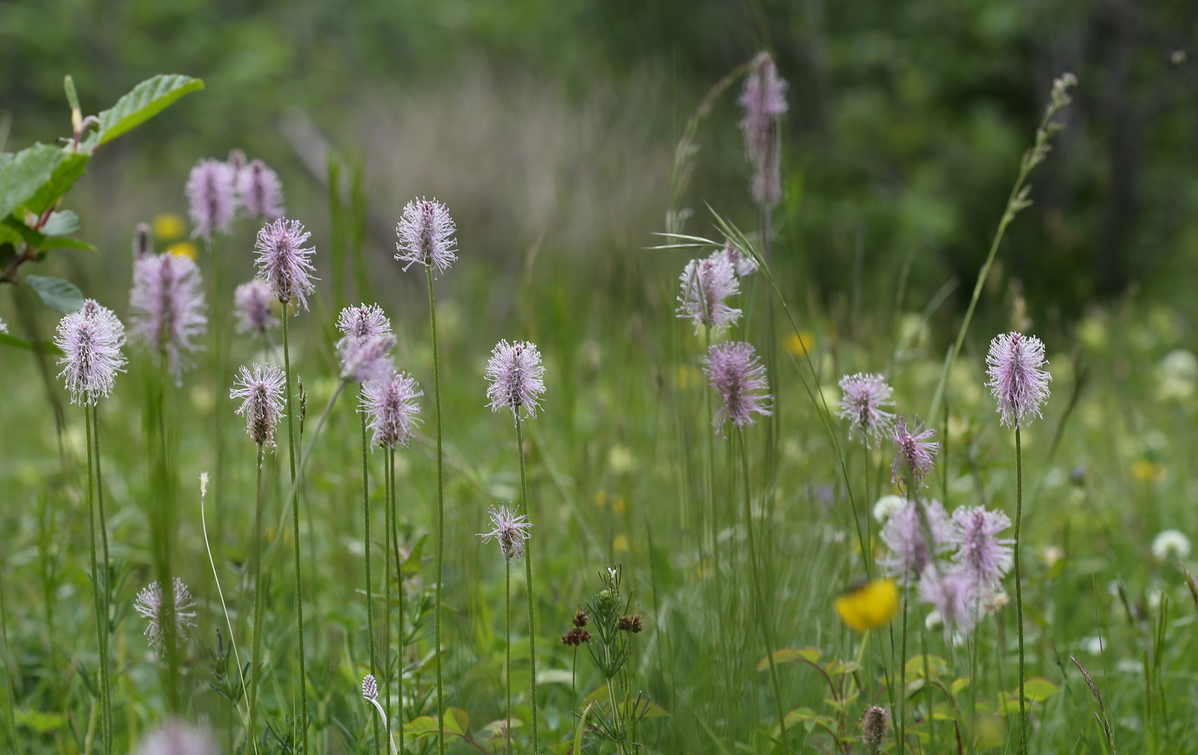 Wiesenblumen