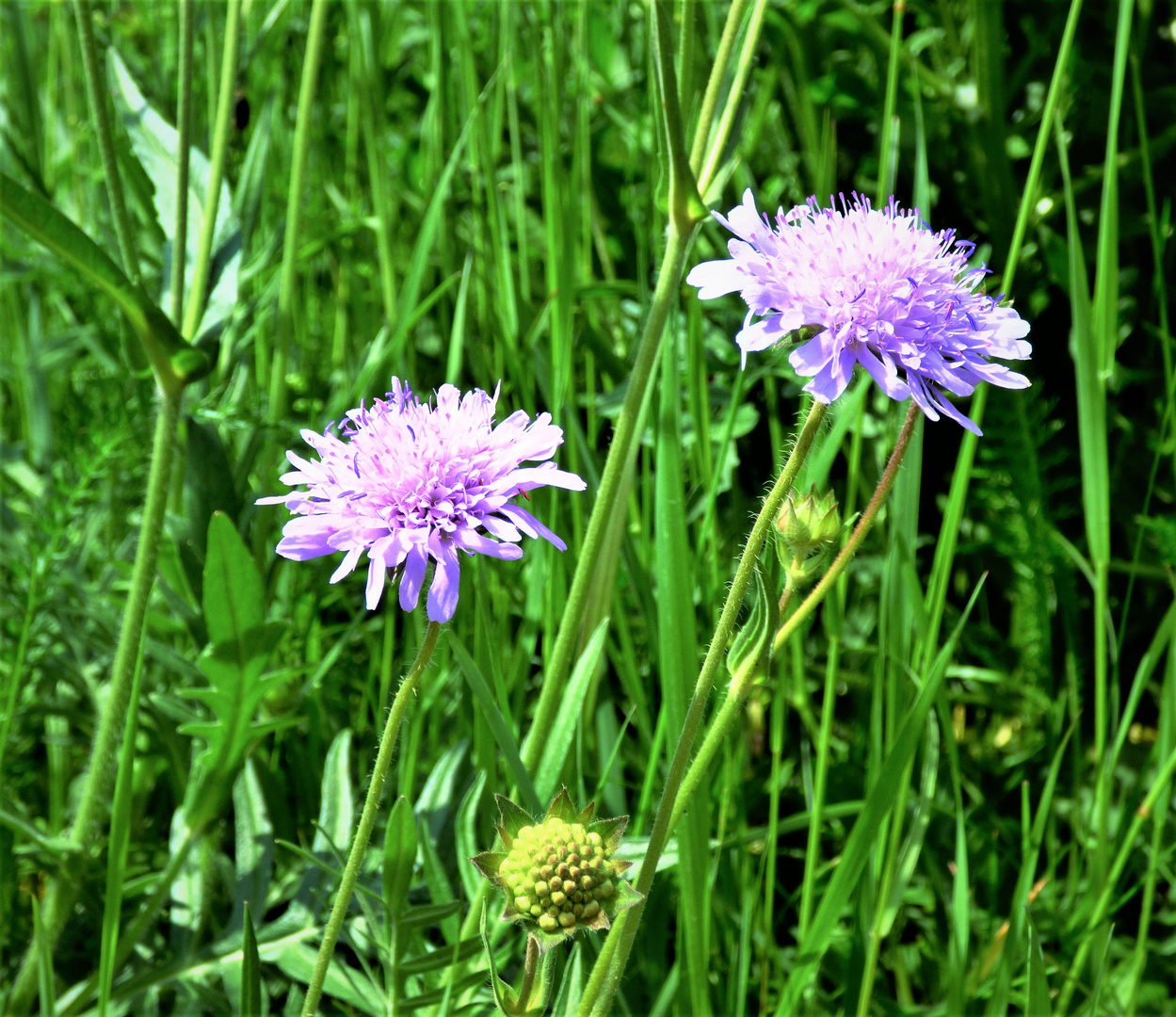 Wiesenblumen Foto & Bild fotos, natur, landschaft Bilder auf