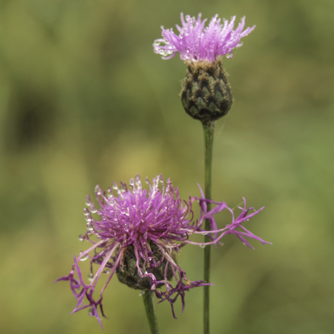 Wiesenblumen