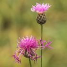 Wiesenblumen