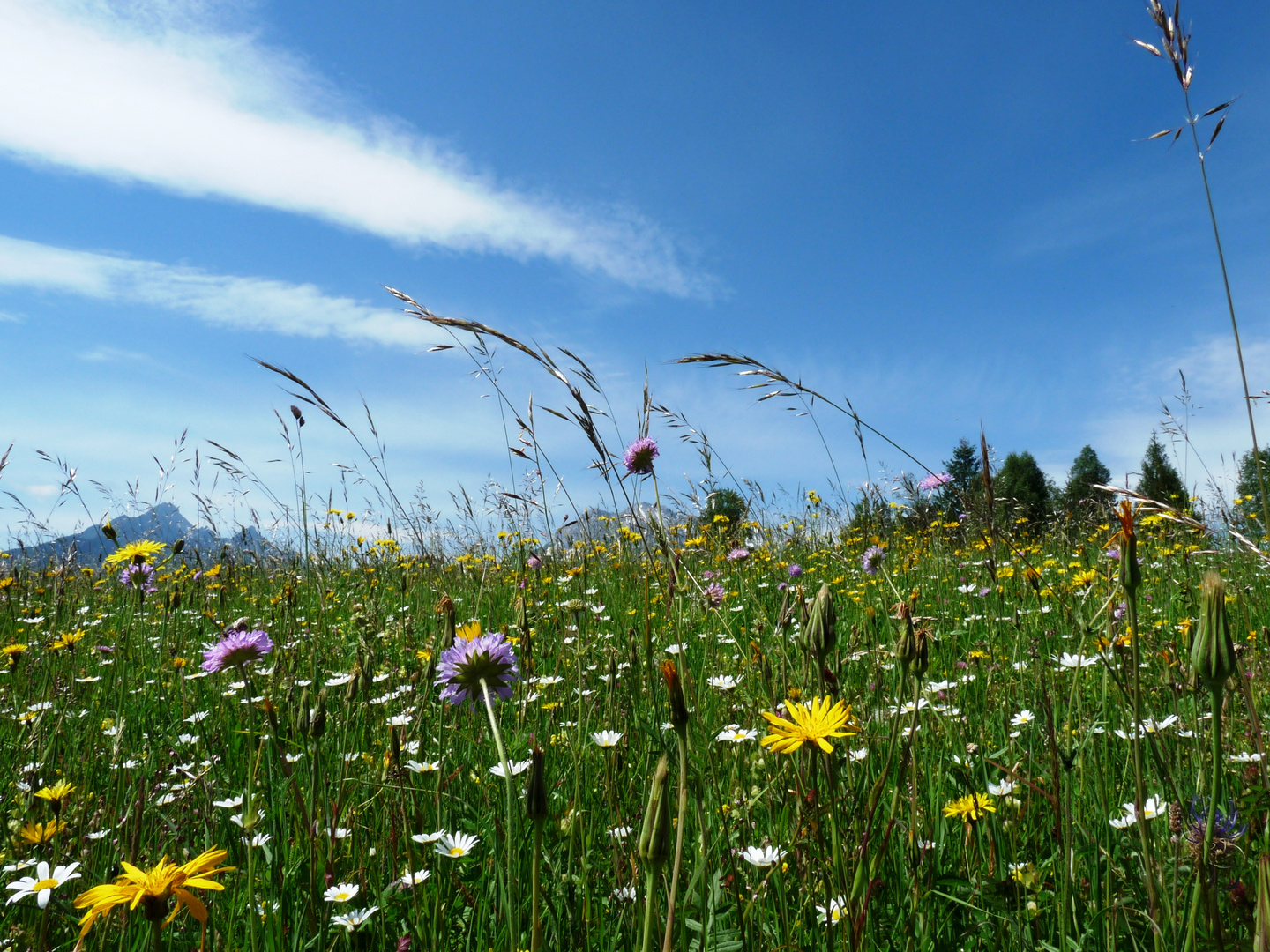 Wiesenblumen