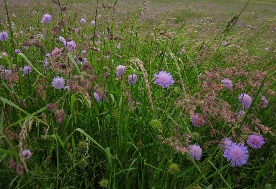 Wiesenblumen