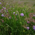 Wiesenblumen