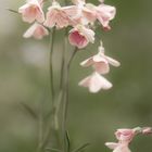 Wiesenblumen 