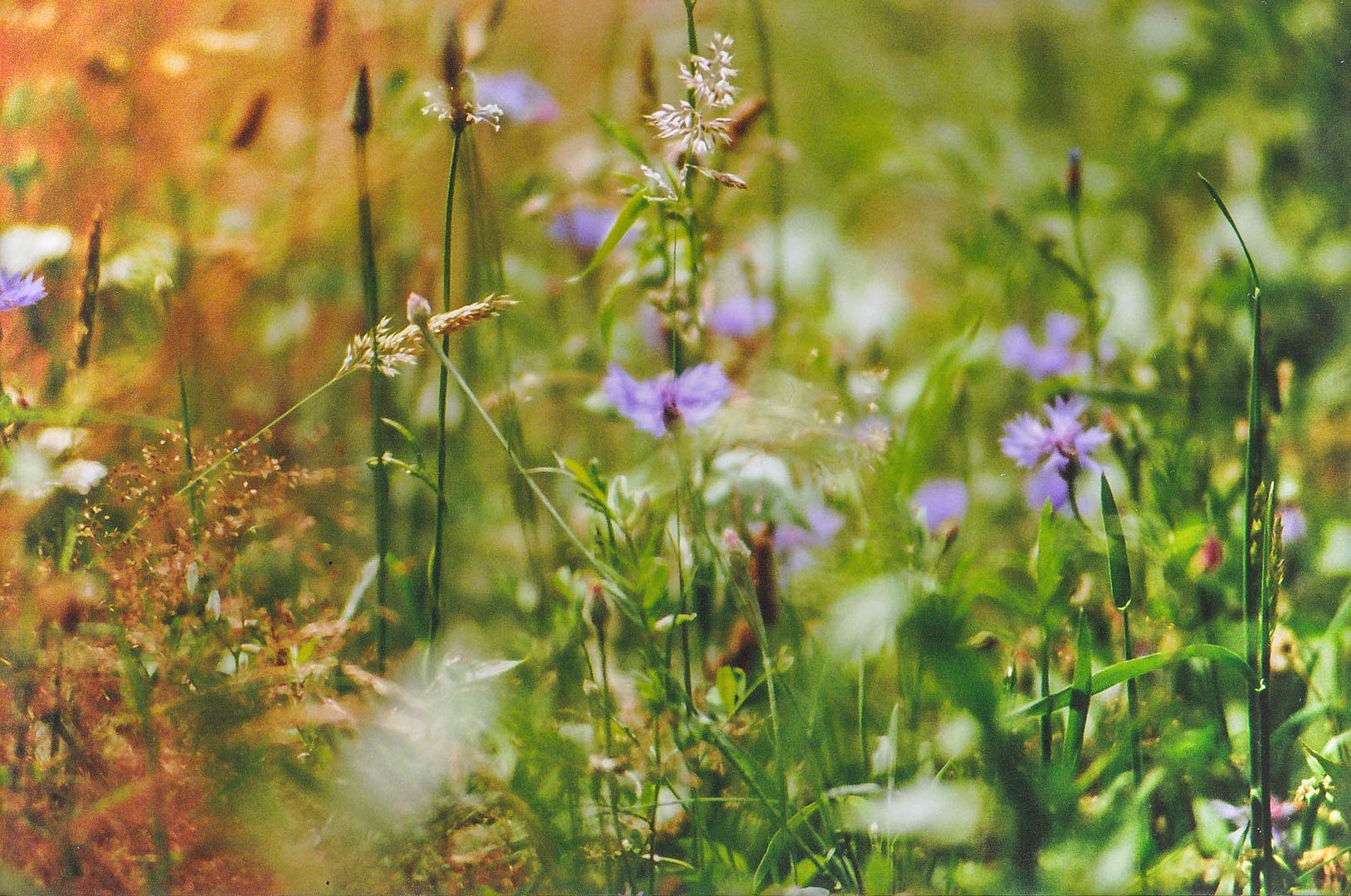 Wiesenblumen