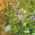 Wiesenblumen