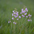 Wiesenblumen