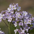 Wiesenblumen