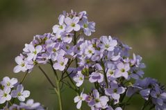 Wiesenblumen