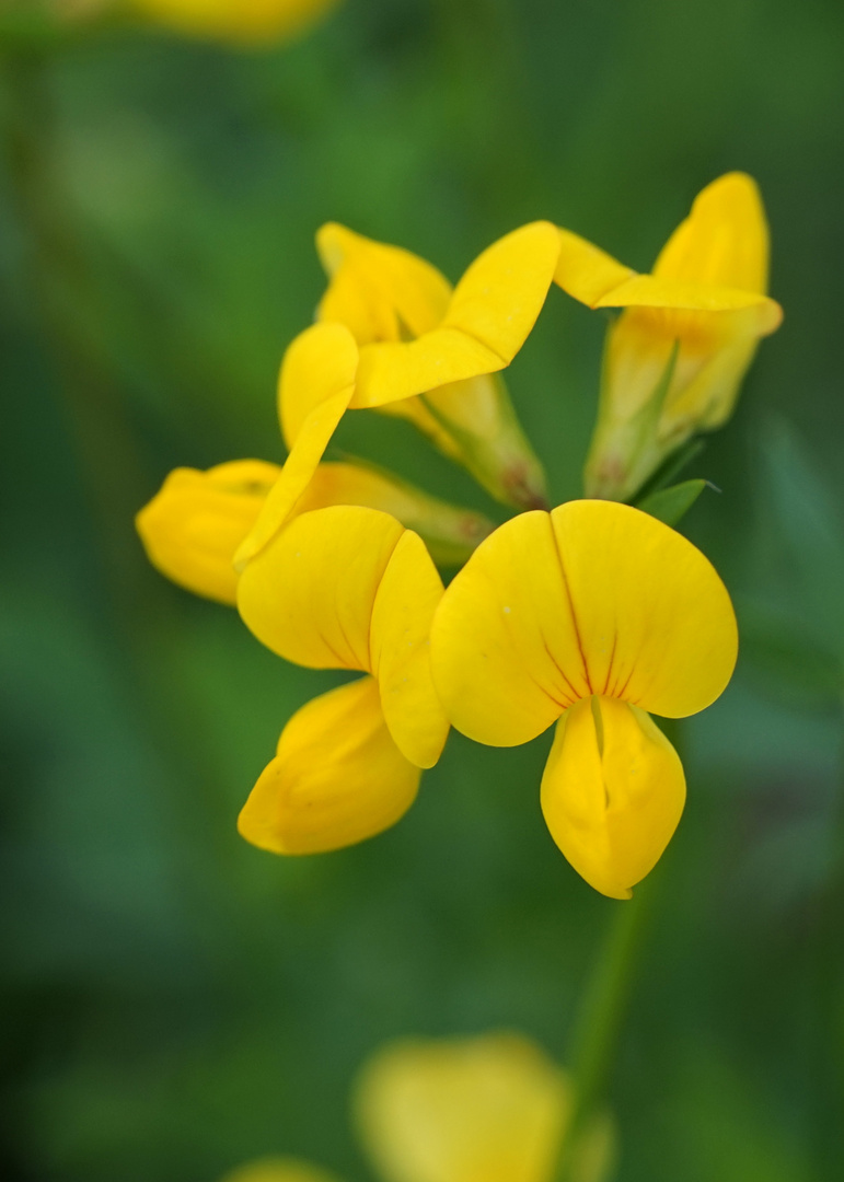 Wiesenblumen ?