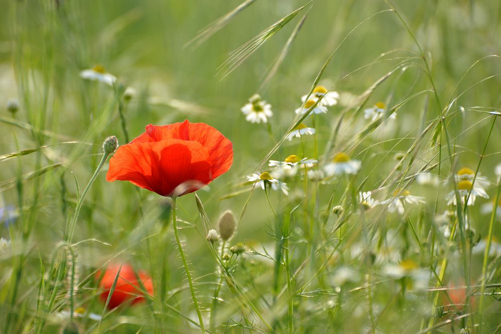 Wiesenblumen