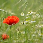 Wiesenblumen