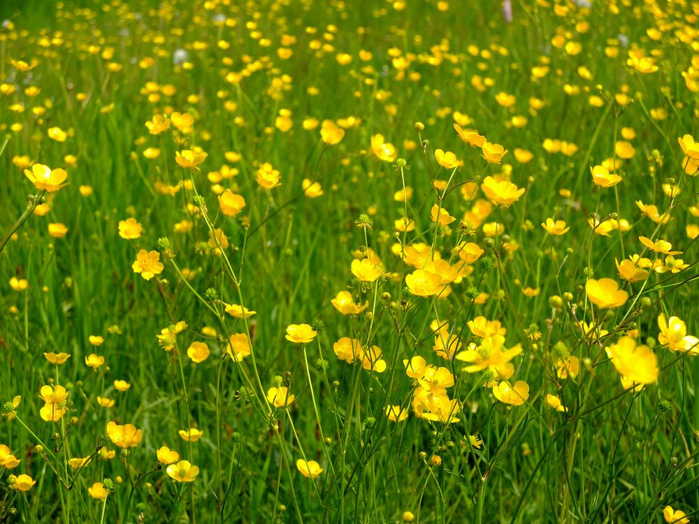 Wiesenblumen Foto &amp; Bild pflanzen, pilze &amp; flechten, landschaft