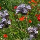 Wiesenblumen