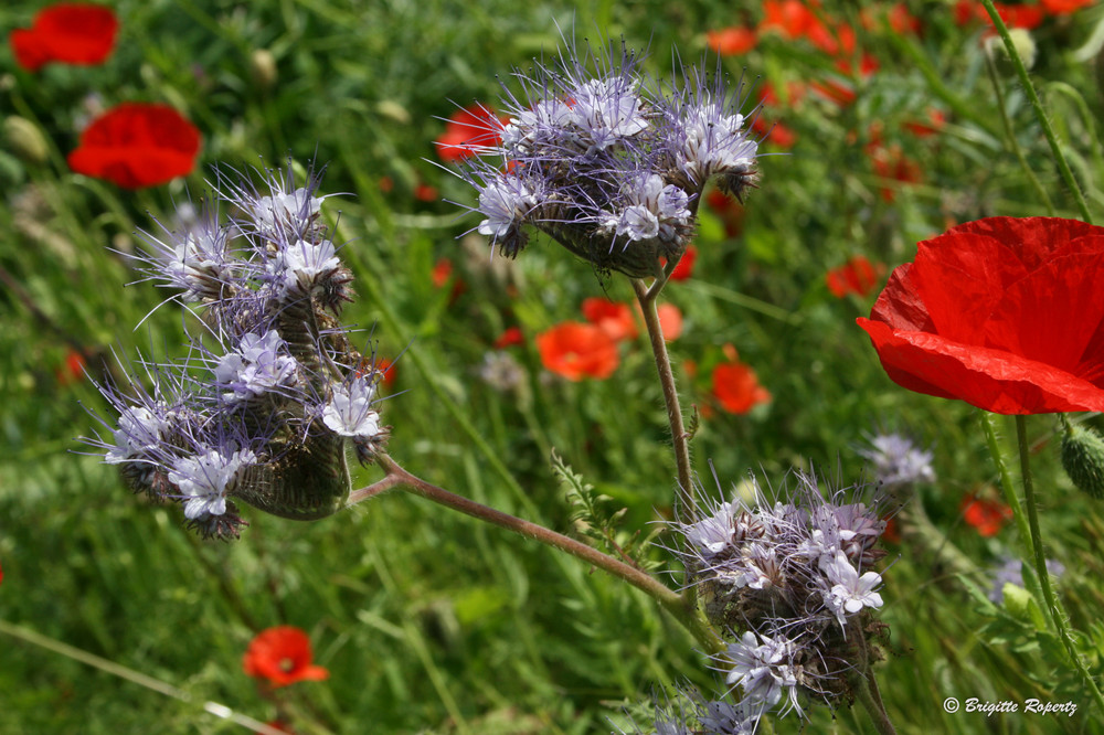 Wiesenblumen