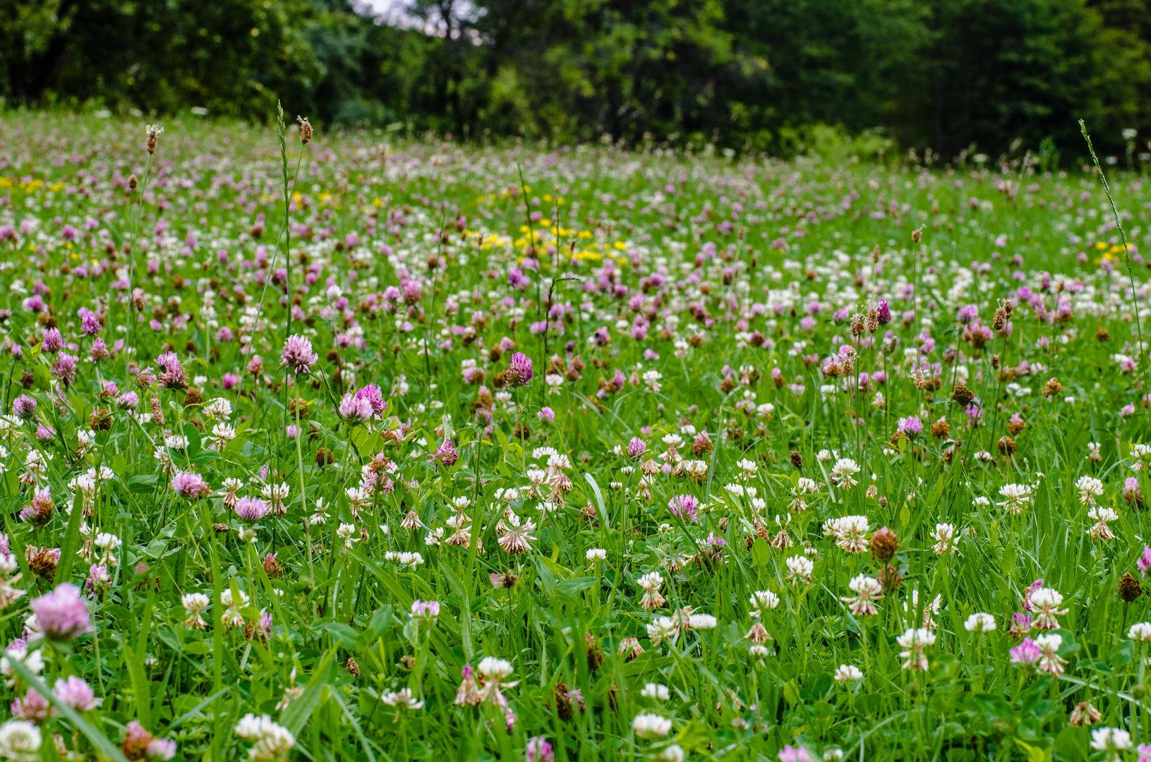 Wiesenblumen