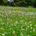 Wiesenblumen