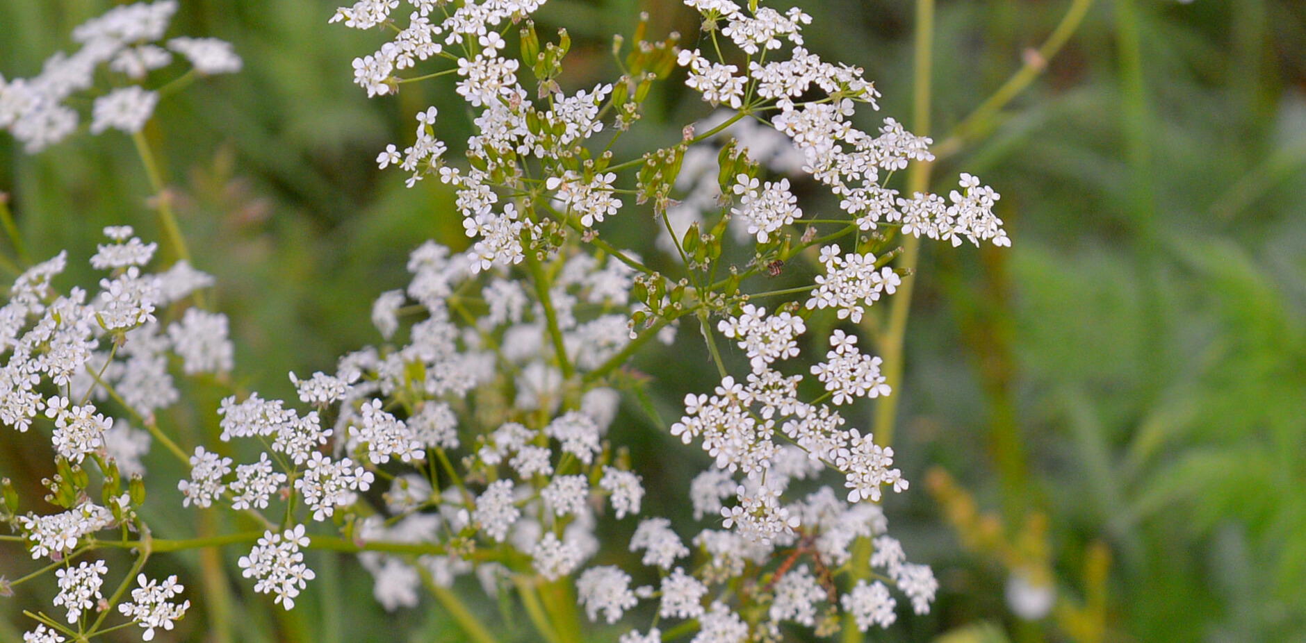 Wiesenblumen (flores del prado)