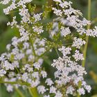 Wiesenblumen (flores del prado)