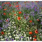 Wiesenblumen für Heide Gleich....weil