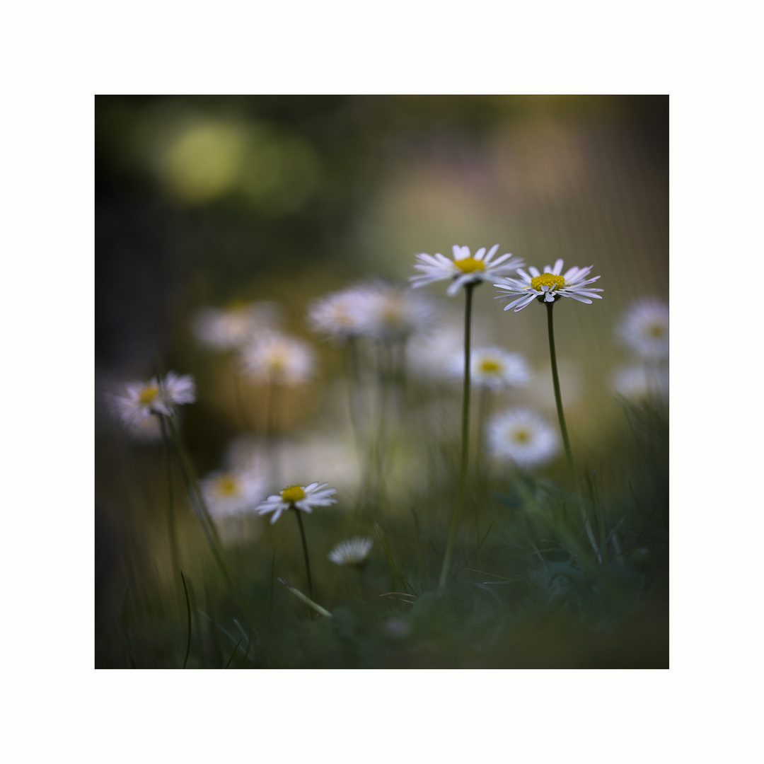 Wiesenblumen - Gänseblümchen