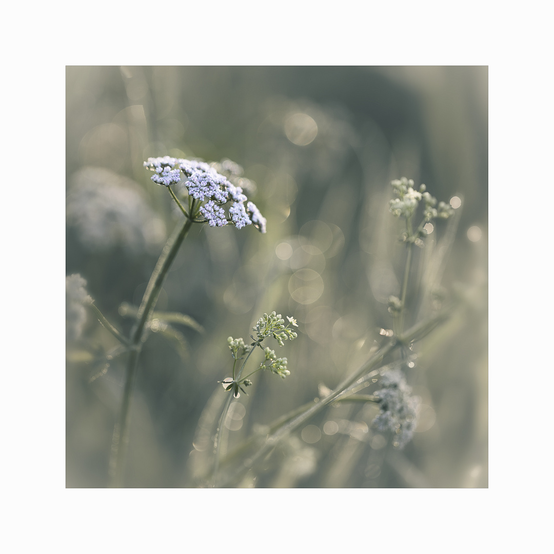 Wiesenblumen - Giersch