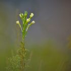 Wiesenblumen haben was...