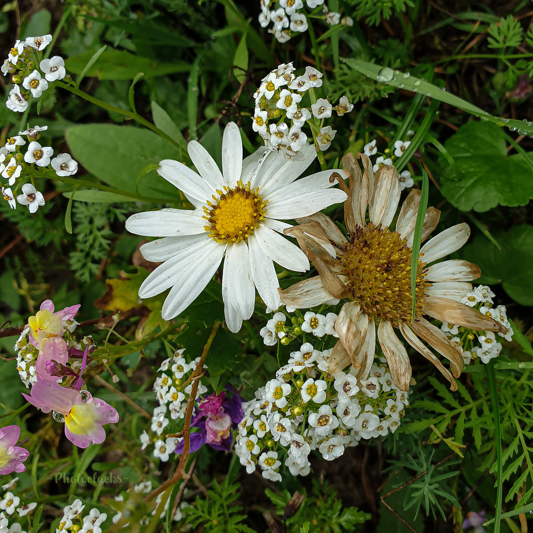 Wiesenblumen II