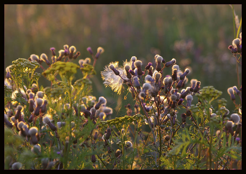 Wiesenblumen im Abendlicht